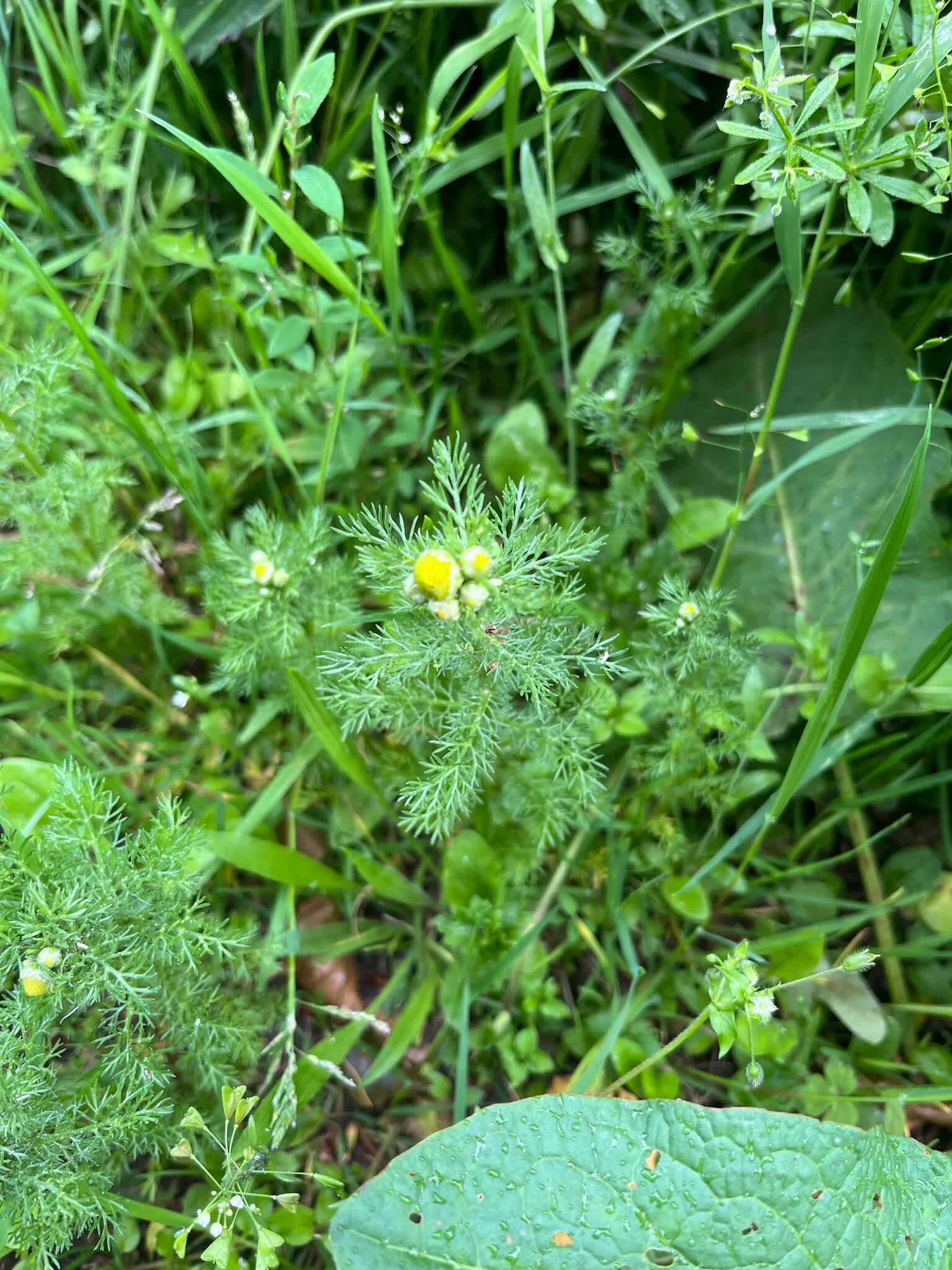Herbal foraging